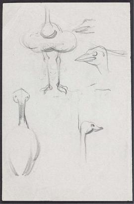 Ostrich - animal studies (Version 1)