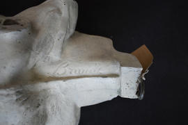 Plaster cast of cow’s head with one anatomical half (Version 3)
