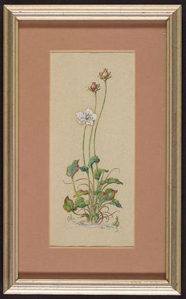 Grass of Parnassus flower study (Version 1)