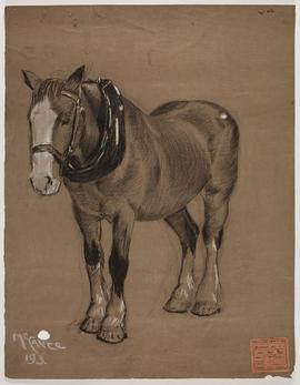 Animal drawing - standing horse with collar