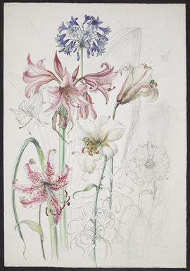 Lilies and bluebells