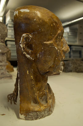 Anatomical bust (Version 2)