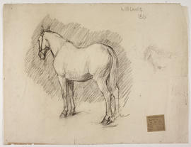 Animal drawing - standing horse