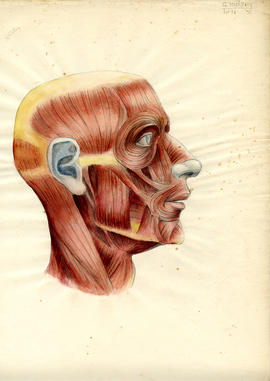 Drawing of a head