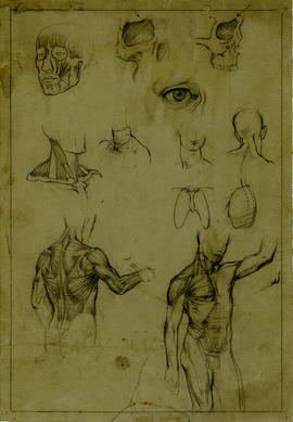 Study of human anatomy