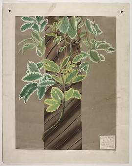 Study of leaves and branches