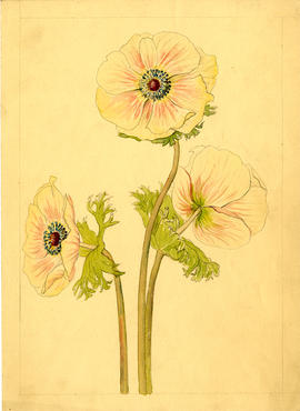 Drawing of anemone flowers
