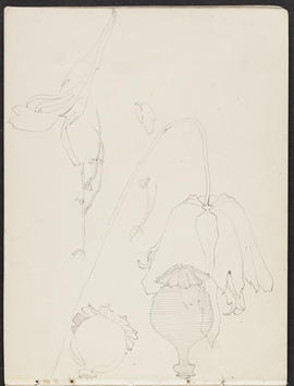 Mackintosh sketchbook (Page 18)