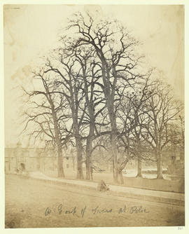 A group of trees at Pollok (man in tent in front of trees)