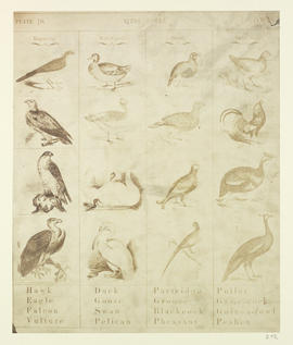 'Bird-fowls', chart of