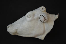 Plaster cast of cow’s head with one anatomical half (Version 2)