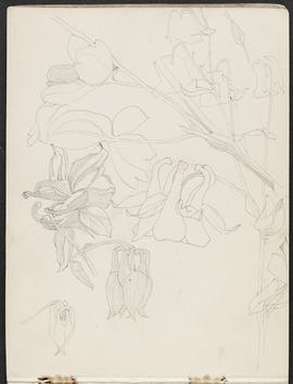Mackintosh sketchbook (Page 16)