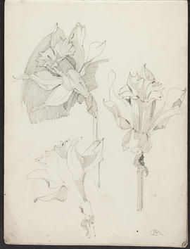 Mackintosh sketchbook (Page 5)