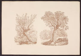 Pollard Willow and Oak