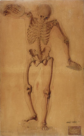Study of skeleton
