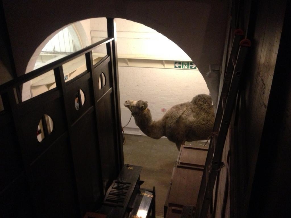 camel in the basement 