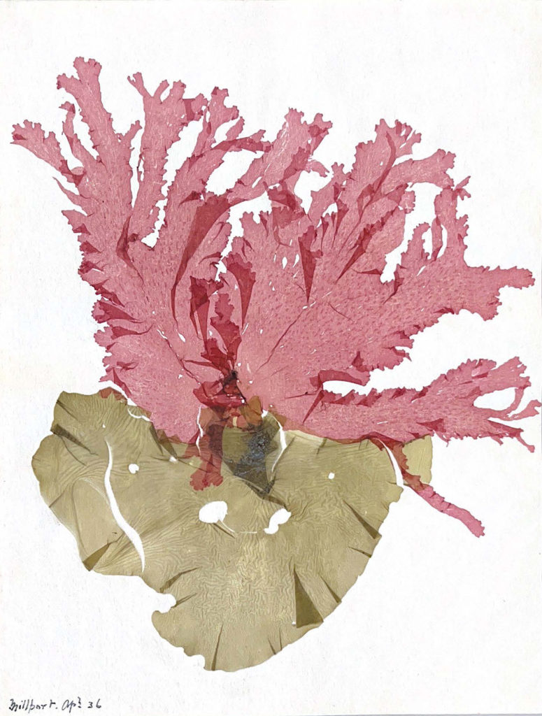 Figure 7. William Meldrum, Pressed seaweed art, 1936, seaweed on cartridge paper, 230 x 180mm, DC 120/1/1.